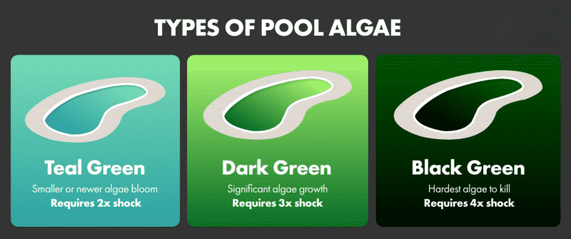 Cutters Pools-Types of Pool Algae in Swimming Pool